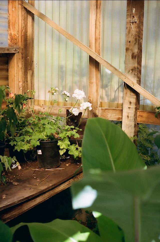 Black Cat in the Garden Shed